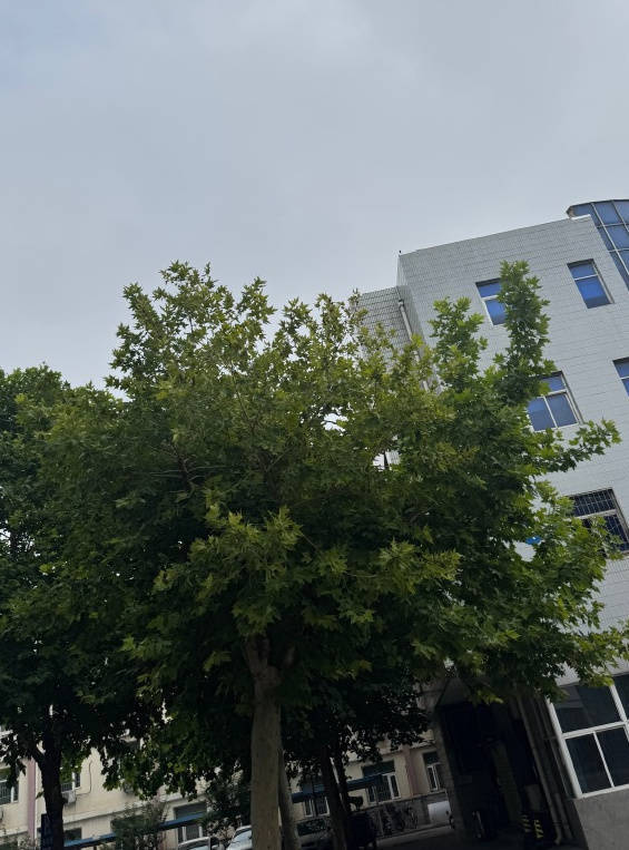 派生资本 雨连连！河北开启多雨模式 局地有暴雨并伴强对流天气