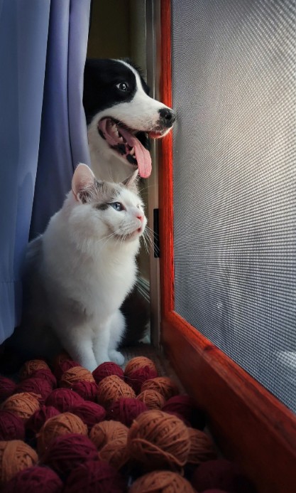 信弘优配 多宠家庭必看的养宠建议