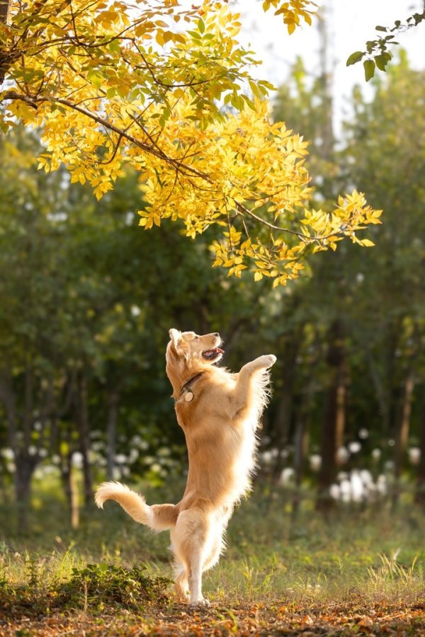 兴业策略 狗患必有人祸？