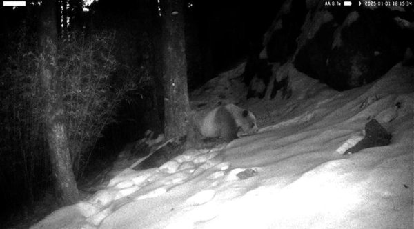 上阳网配资 秦岭再现罕见棕色大熊猫